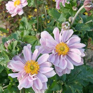 Photo of Anemone x hybrida 'Konigin Charlotte'