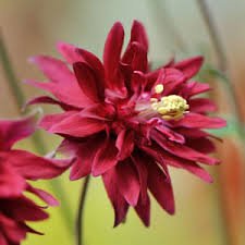 Photo of Aquilegia vulgaris 'Bordeaux Barlow'