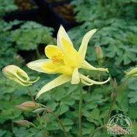 Photo of Aquilegia crysantha 'Yellow Queen'