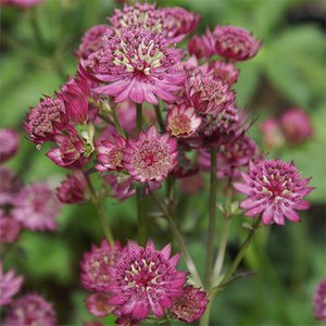 Photo of Astrantia major 'Alexandria'
