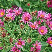 Photo of Aster novae-angliae 'Andenken an Alma Potschke'