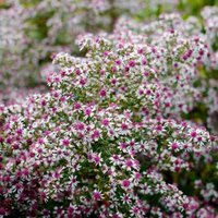 Photo of Aster lateriflorum 'Lady in Black'
