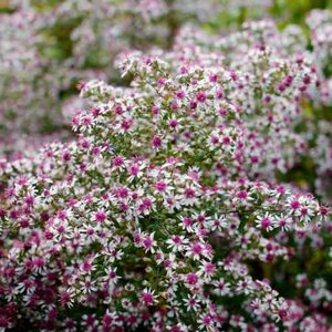 Photo of Aster lateriflorum 'Lady in Black'