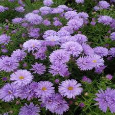 Photo of Aster novii-belgii 'Lady in Blue'