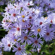 Photo of Aster 'Little Carlow'