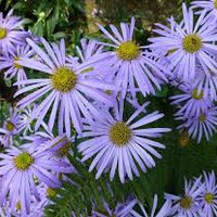 Photo of Aster x frikartii 'Monch'