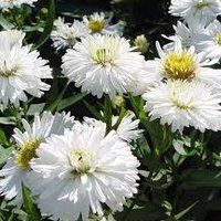Photo of Symphyotrichum novi-belgii 'White Ladies' (syn. Aster 'White Ladies')
