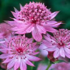 Photo of Astrantia major 'Roma'