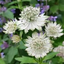 Photo of Astrantia major 'Star of Billion'