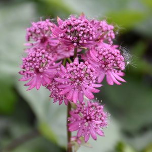 Photo of Astrantia major 'Star of Beauty'