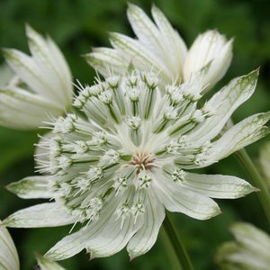 Photo of Astrantia major