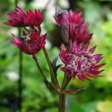 Photo of Astrantia major 'Star of Love'