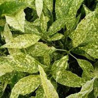 Photo of Aucuba japonica 'Golden King'
