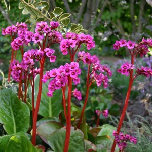 Photo of Bergenia 'Autumn Magic'