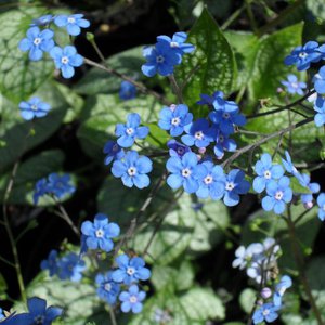 Photo of Brunnera macrophylla 'Jack Frost'