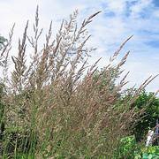 Photo of Calamagrostis x acutiflora 'Karl Foerster'