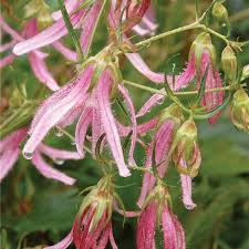 Photo of Campanula punctata 'Pink Octopus'