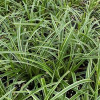 Photo of Carex oshimensis 'Ice Dance'