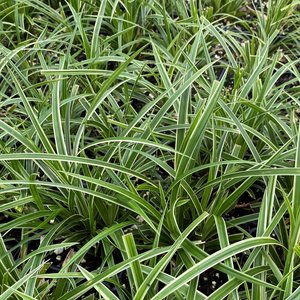 Photo of Carex oshimensis 'Ice Dance'