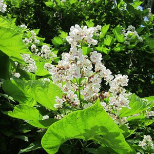 Photo of Catalpa bignonioides multi stem 200-250cm