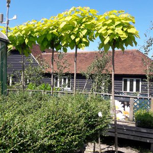 Photo of Catalpa bignonioides ''Nana'