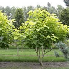 Photo of Catalpa bignonioides multi stem 200-250cm