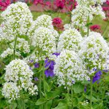 Photo of Centranthus ruber 'Albus'