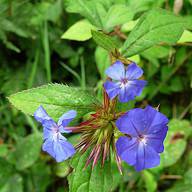 Photo of Ceratostigma willmottianum 'Forest Blue'