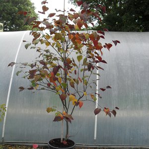 Photo of Cercis canadensis 'Forest Pansy' multi-stemmed