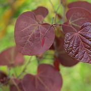 Photo of Cercis canadensis 'Forest Pansy' multi stem