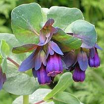 Photo of Cerinthe major 'Purpurascens'