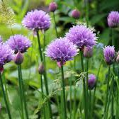 Photo of Chives