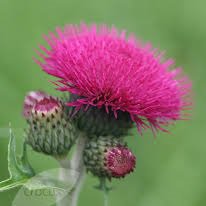 Photo of Cirsium rivulare 'Atropurpureum'