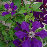 Photo of Clematis 'Gipsy Queen'