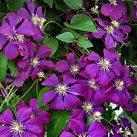 Photo of Clematis 'Jackmanii'