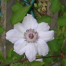 Photo of Clematis Miss Bateman