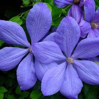 Photo of Clematis 'Mrs Cholmondely'