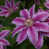 Photo of Clematis 'Nelly Moser'