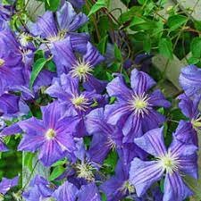 Photo of Clematis 'Perle D'Azur