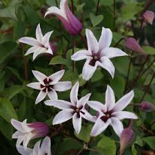 Photo of Clematis 'Princess Kate'