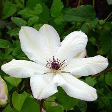 Photo of Clematis 'White Pearl'