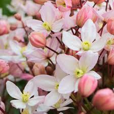 Photo of Clematis armandii