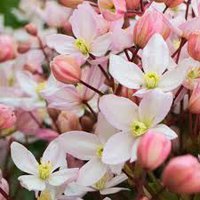 Photo of Clematis armandii 'Apple Blossom'