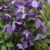 Photo of Clematis viticella 'Little Bas'