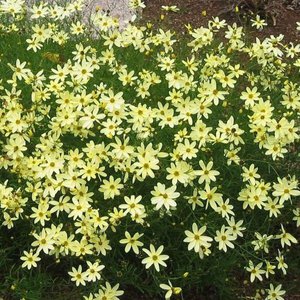 Photo of Coreopsis verticillata 'Full Moon'