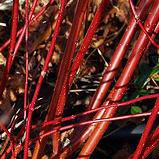 Photo of Cornus alba 'Elegantissima'