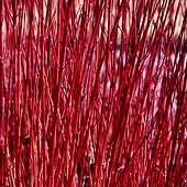 Photo of Cornus alba 'Sibirica'