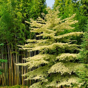 Photo of Cornus controversa 'Variegata'