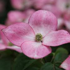 Photo of Cornus kousa 'Satomi'