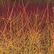 Photo of Cornus sanguinea 'Midwinter Fire'